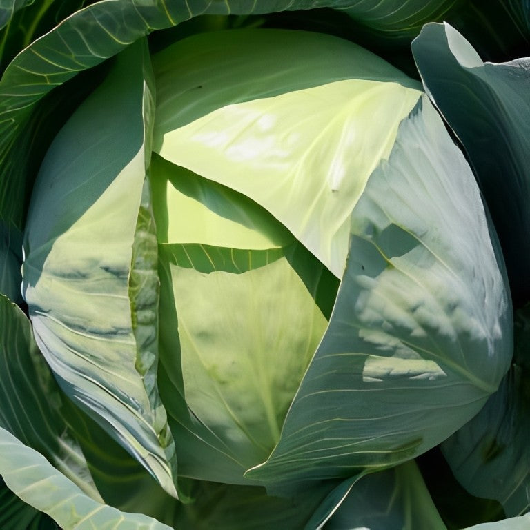 Witte Kool - 'Langedijker Bewaar'