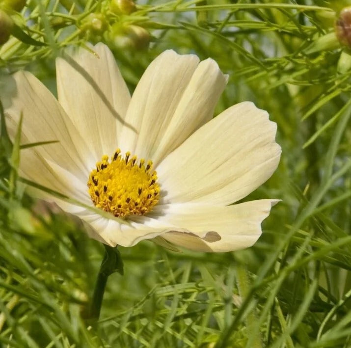 Cosmea bipinnatus - 'Xanthos'