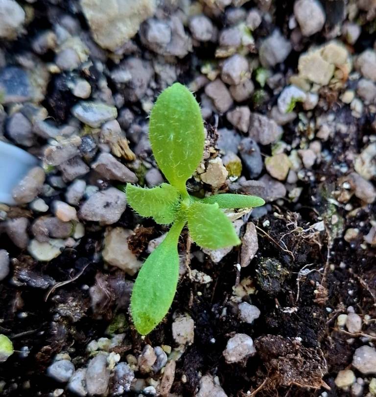 Meconopsis Grandis
