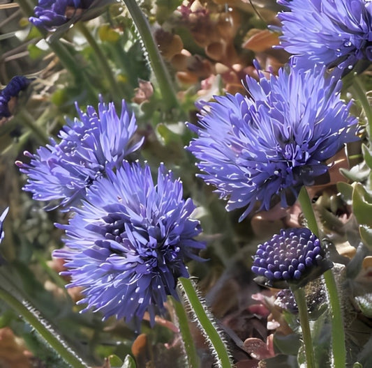 Zandblauwtje (Jasione montana)