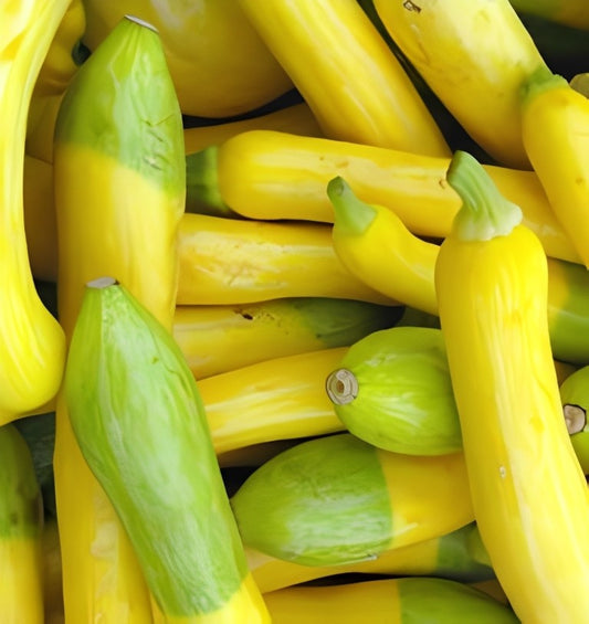Courgette - 'Zephyr F1'