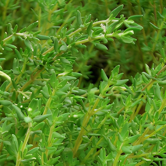 Tijm - 'Echte Zomer'