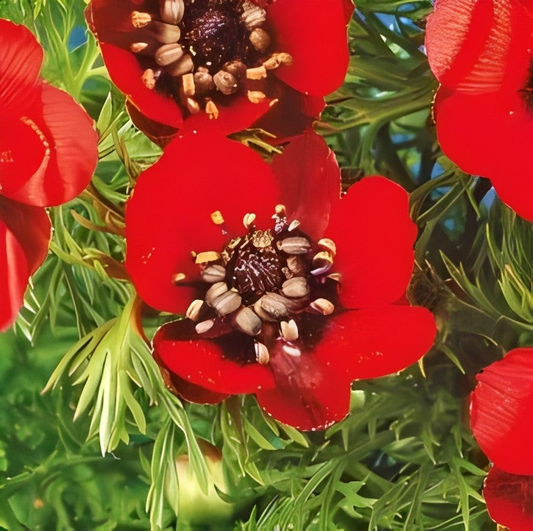 Zomeradonis (Adonis aestivalis)