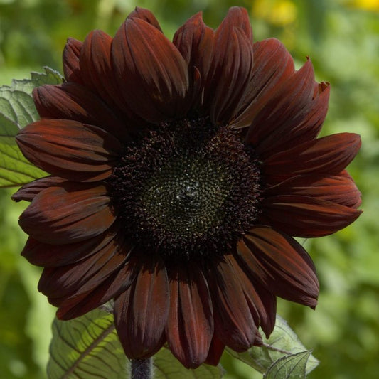 Helianthus annuus - 'Claret'