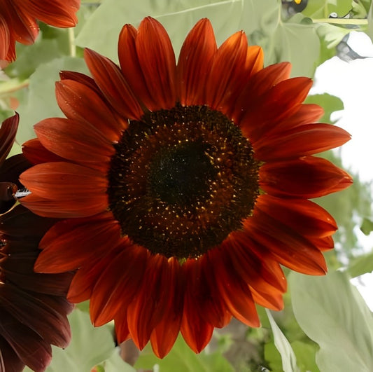 Helianthus annuus (Zonnebloem) - 'Red Sun'