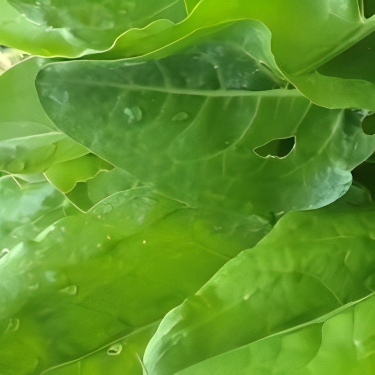 Zuring - 'Green de Belleville'