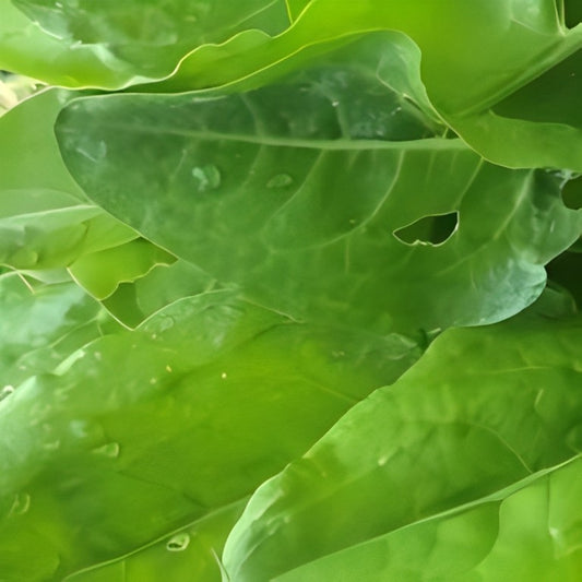 Zuring - 'Green de Belleville'