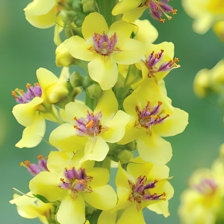 Zwarte Toorts (Verbascum nigrum)