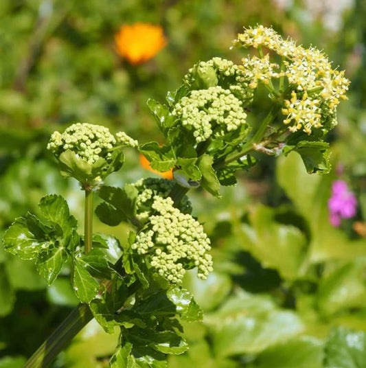 Zwartmoeskervel